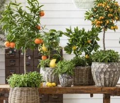 Kumquat