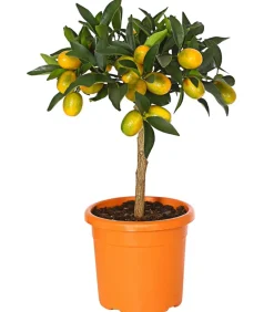 Kumquat