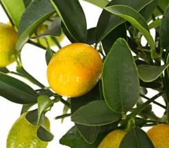 Kumquat
