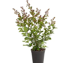 Lagerstroemia - Kräuselmyrte