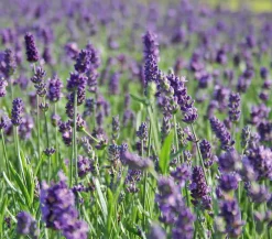 Lavendel 'Hidcote'