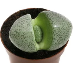 Lebender Granit - Pleiospilos nelii