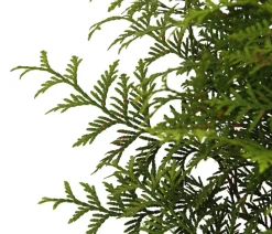 Lebensbaum 'Brabant'