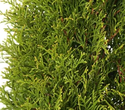 Lebensbaum 'Smaragd'