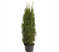 Lebensbaum 'Smaragd'