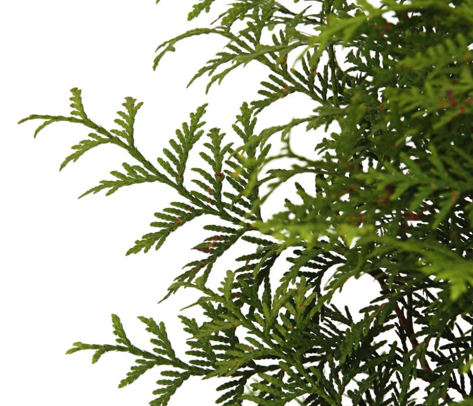 Lebensbaum 'Brabant'