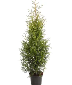 Lebensbaum 'Brabant'