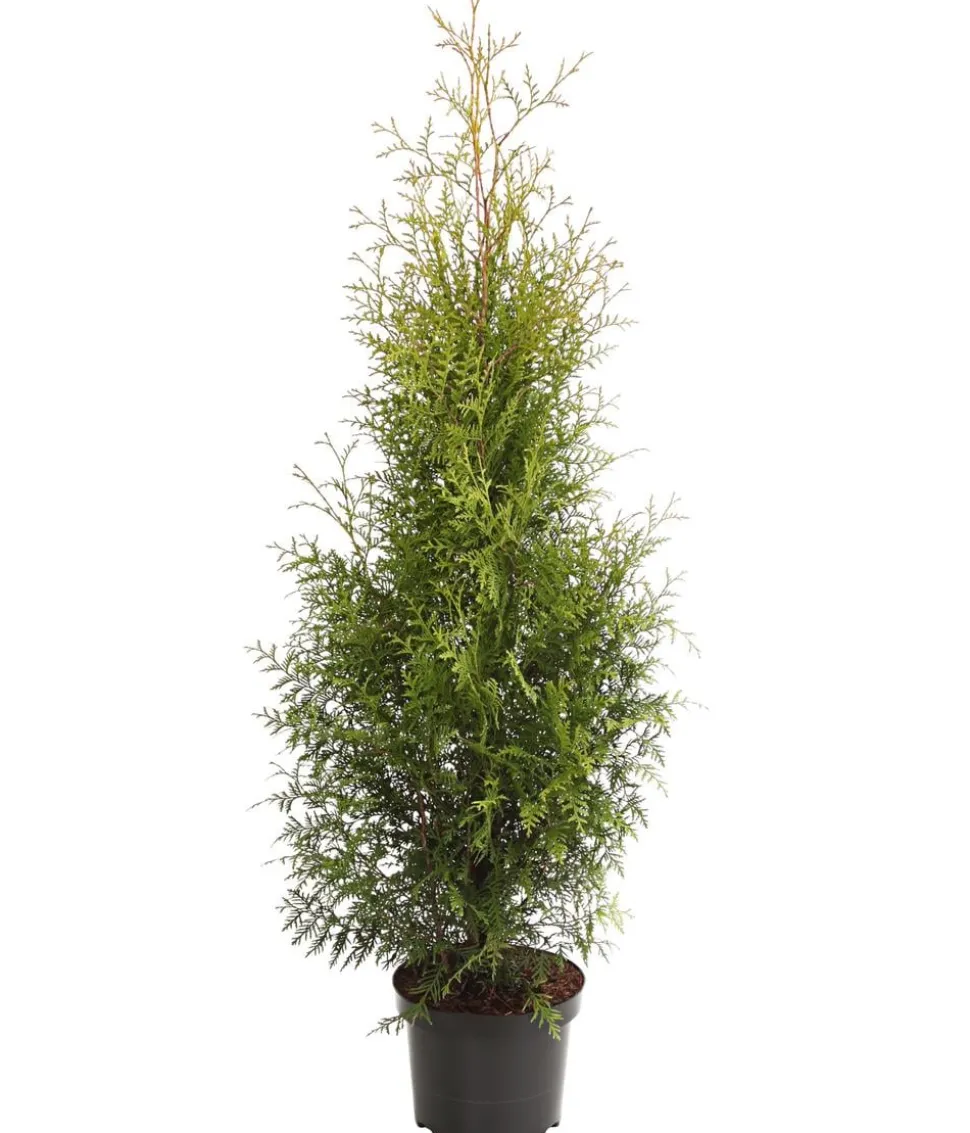 Lebensbaum 'Brabant'