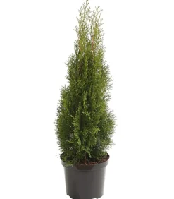 Lebensbaum 'Smaragd'