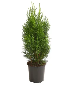 Lebensbaum 'Smaragd'