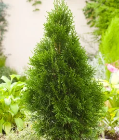 Lebensbaum 'Smaragd'