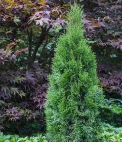 Lebensbaum 'Smaragd'