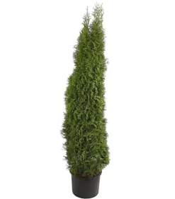 Lebensbaum 'Smaragd'