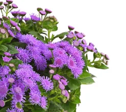 Leberbalsam