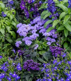 Leberbalsam