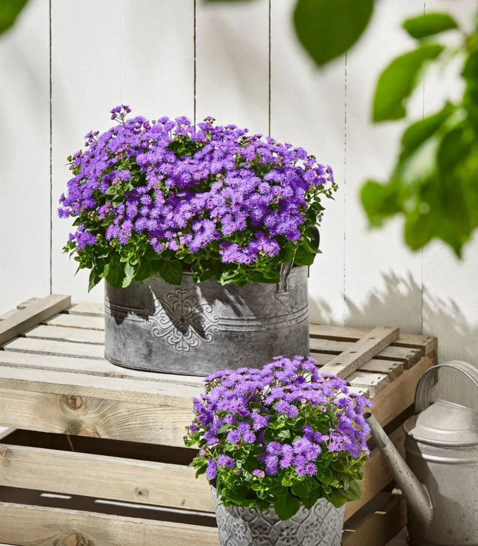 Leberbalsam