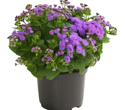 Leberbalsam
