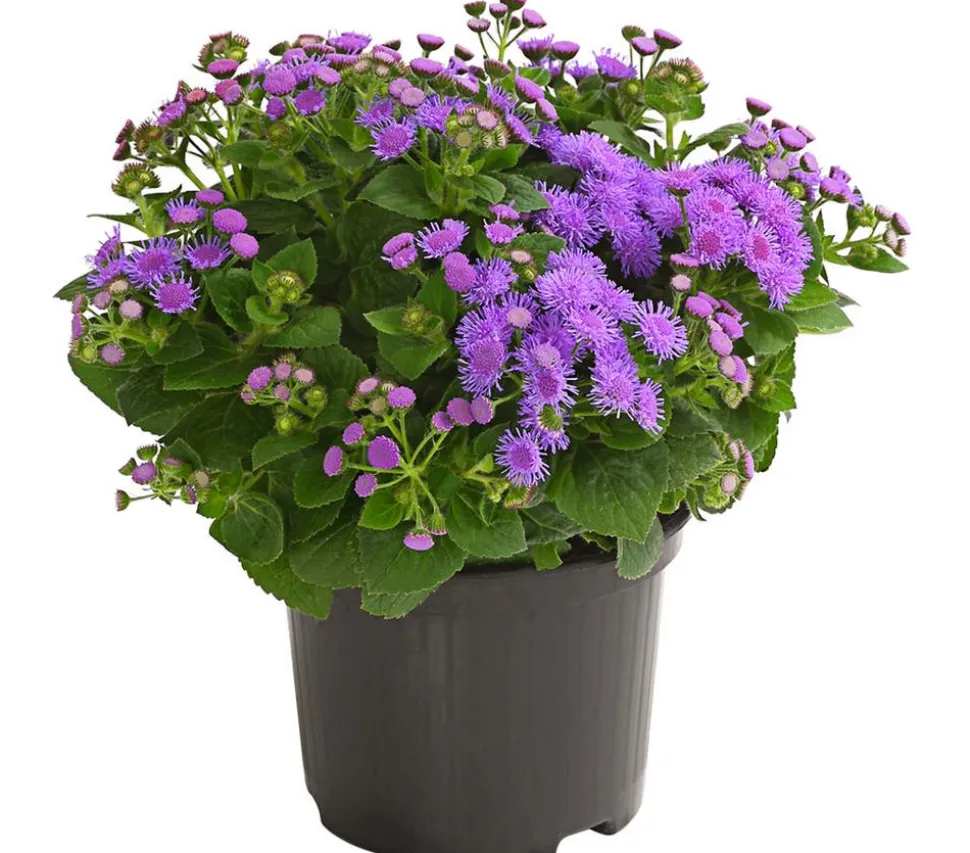 Leberbalsam