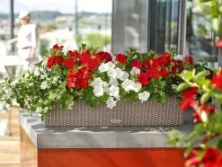 LECHUZA® Kunststoff-Kasten Balconera Cottage, rechteckig