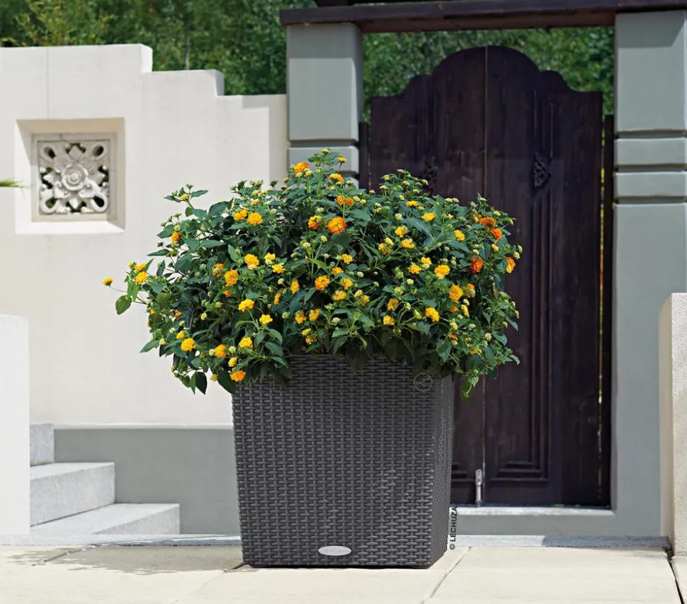 LECHUZA® Kunststoff-Topf Cube Cottage, quadratisch