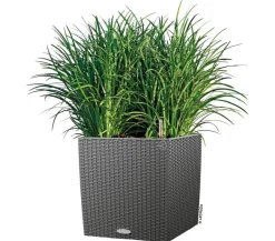 LECHUZA® Kunststoff-Topf Cube Cottage, quadratisch