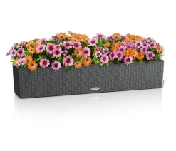 LECHUZA® Kunststoff-Kasten Balconera Cottage, rechteckig
