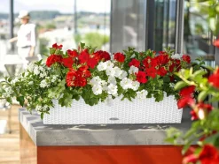 LECHUZA® Kunststoff-Kasten Balconera Cottage, rechteckig