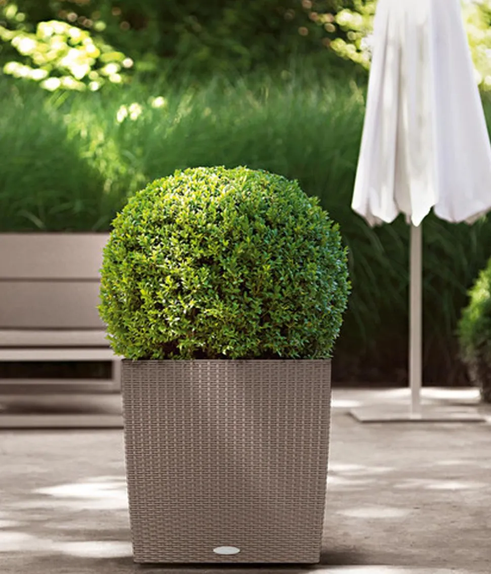 LECHUZA® Kunststoff-Topf Cube Cottage, quadratisch