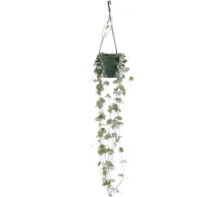 Leuchterblume - Ceropegia woodii, Ampel