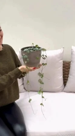 Leuchterblume - Ceropegia woodii