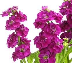 Levkoje, verschiedene Farben