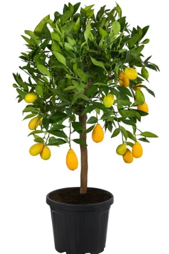 Limette 'Limequat'