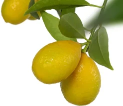 Limette 'Limequat'