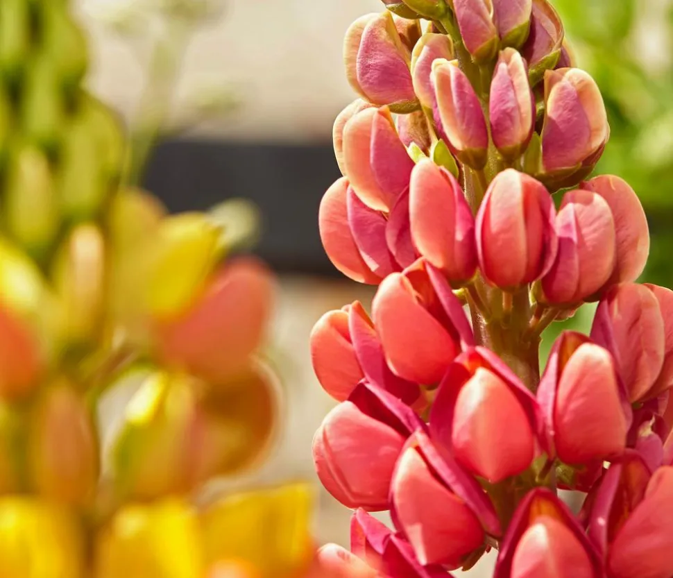 Lupine, verschiedene Sorten