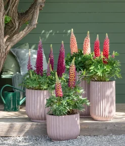 Lupine, verschiedene Sorten