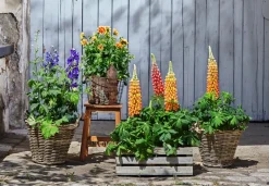 Lupine, verschiedene Sorten