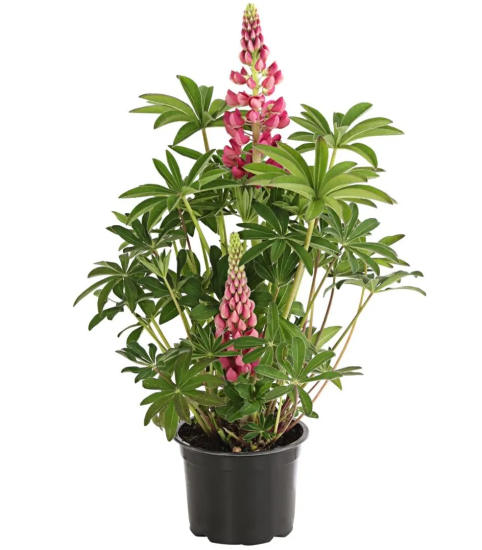 Lupine, verschiedene Sorten