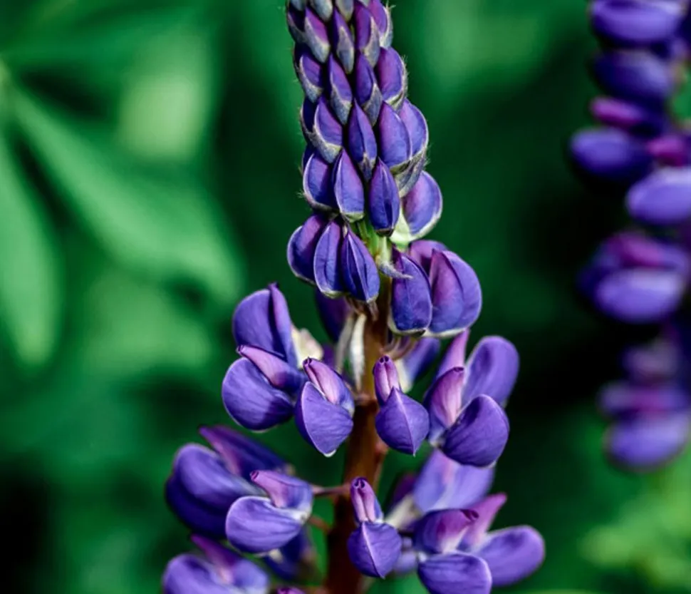 Lupine, verschiedene Sorten