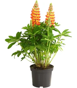 Lupine 'West Country', verschiedene Farben