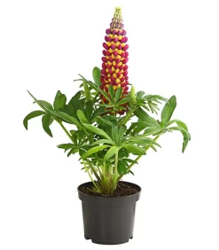 Lupine 'West Country', verschiedene Farben