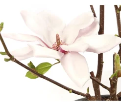 Magnolie 'Satisfaction'