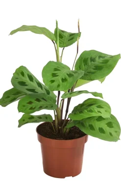 Marante - Maranta leuconeura Kerchoveana