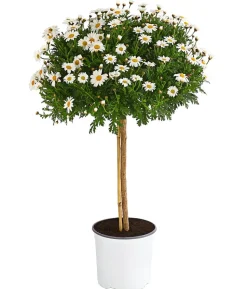 Margerite 'Bofinger', Stämmchen