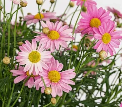 Margerite, Stämmchen, verschiedene Farben