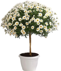 Margerite, Stämmchen, weiß