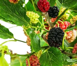 Maulbeere 'Mojo Berry'