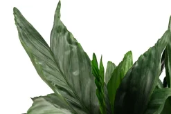 Metallische Bergpalme - Chamaedorea metallica