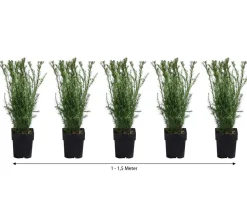 1-1,5 Meter Becher-Eibe 'Groenland', 5 x ca. 50 cm