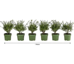 1 Meter Berg-Ilex 'Glory Gem', 6 x ca. 20-25 cm