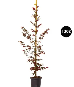20 Meter Blutbuche ‘Purpurea‘, 100 x 100-125 cm